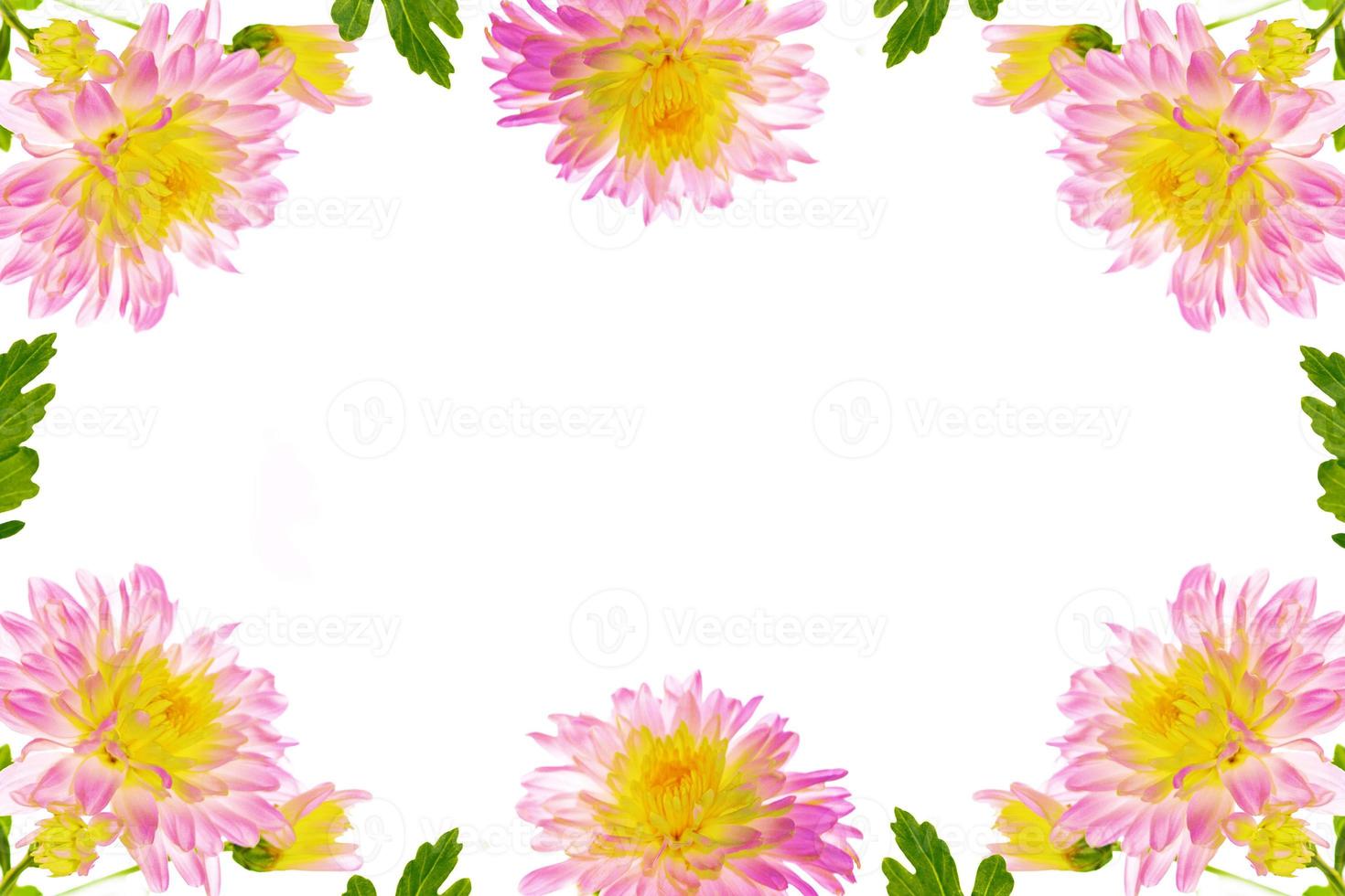 Colorful autumn flowers of chrysanthemum photo