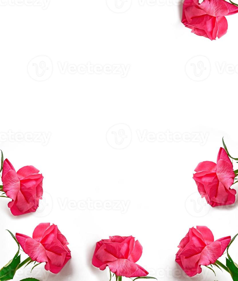 Flower bud roses on a white background photo