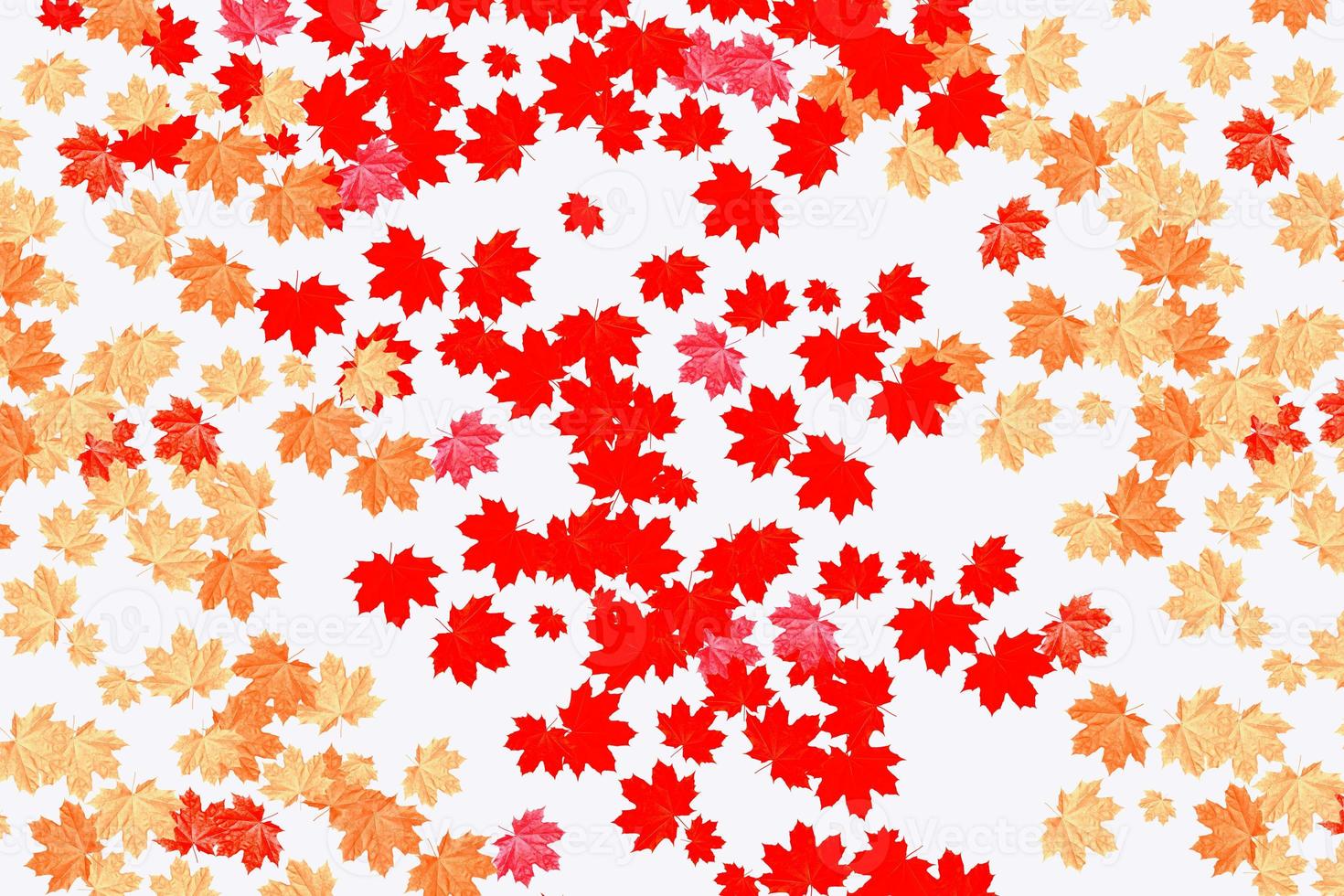 Bright colorful autumn leaves photo