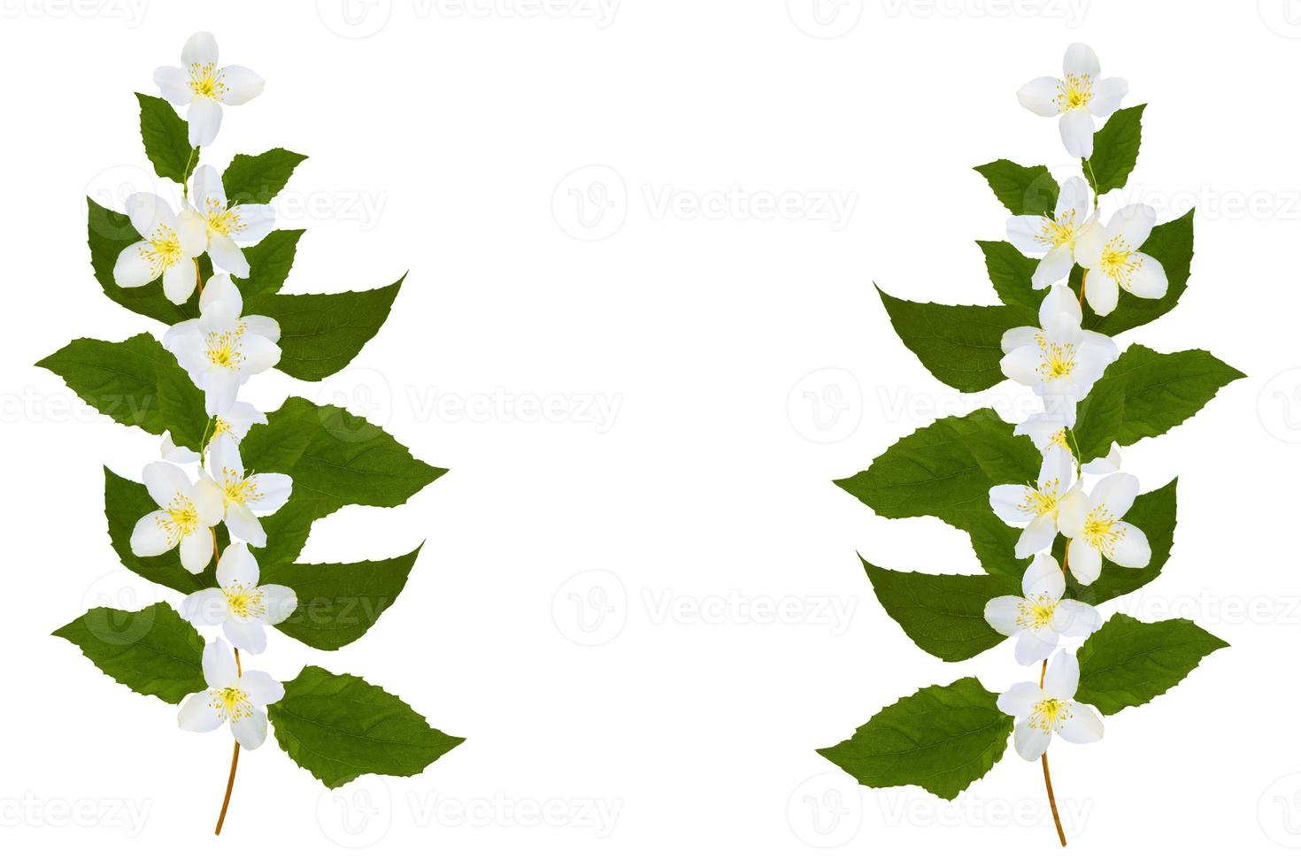 branch of jasmine flowers isolated on white background. photo