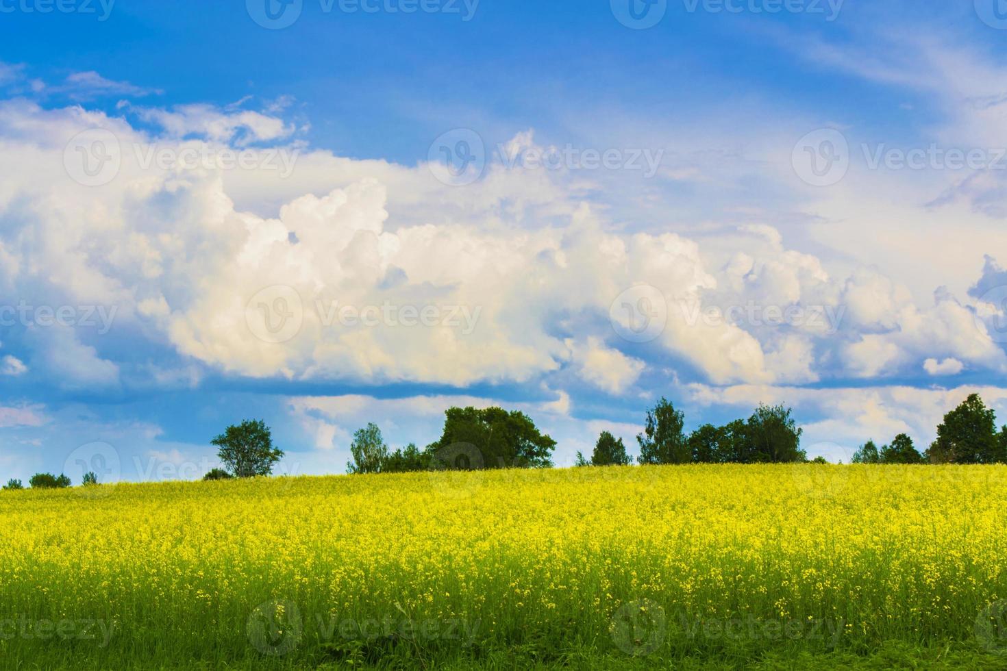 campo de colza, canola o colza, planta de colza, campo de flores doradas de primavera foto