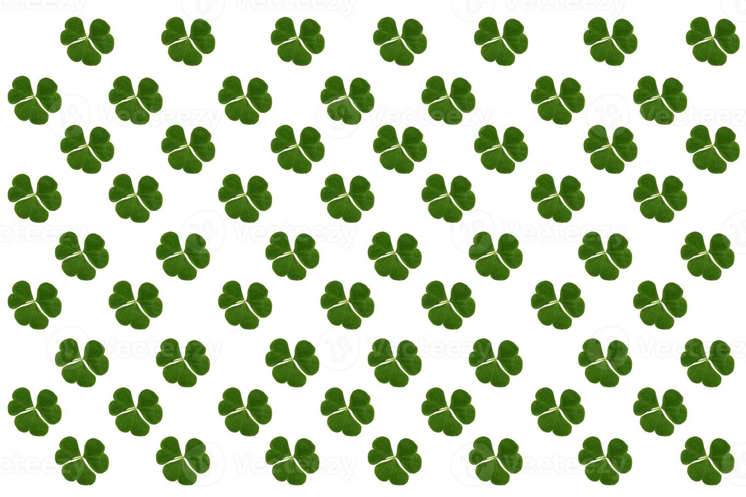 green clover leaves isolated on white background. St.Patrick 's Day photo