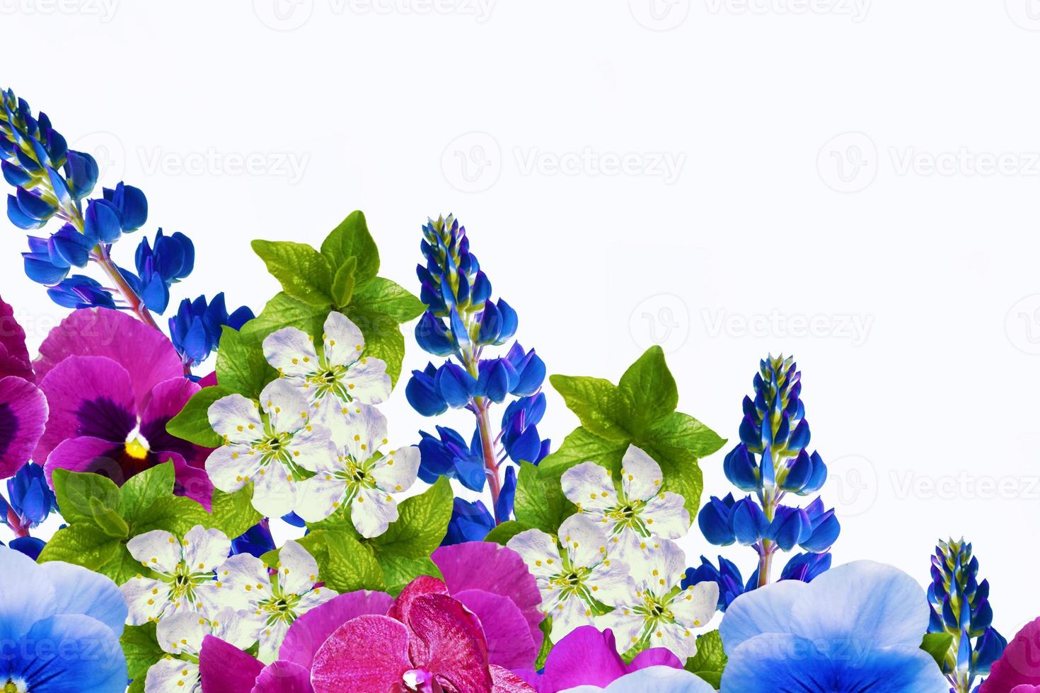 Natural floral background of vibrant flowers. isolated on white background.  summer wildflower bud. Violet wild flower. photo
