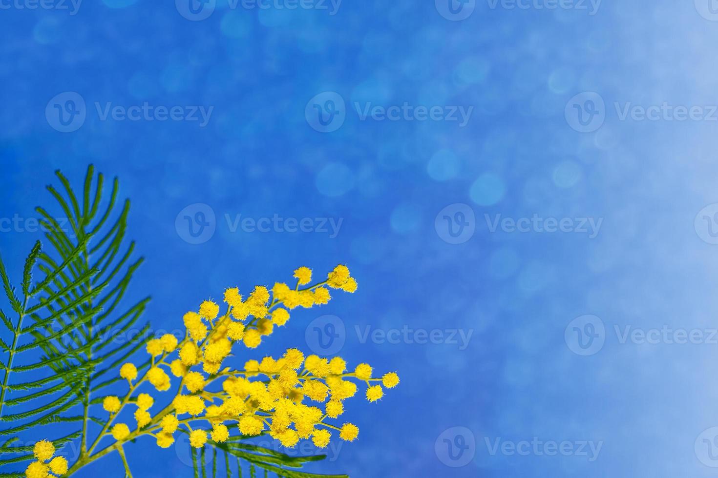 Bush of yellow spring flowers mimosa photo