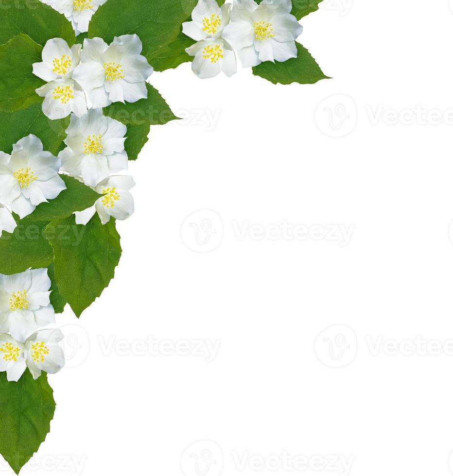 branch of jasmine flowers isolated on white background. photo