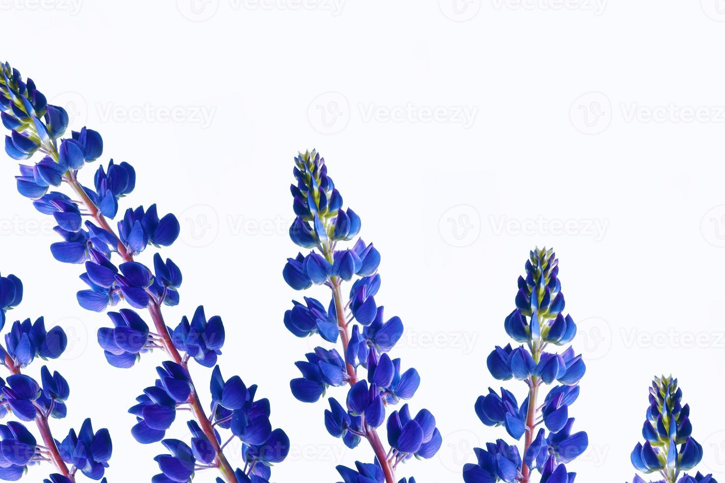 Purple lupine isolated on white background.  summer wildflower bud. Violet wild flower. photo