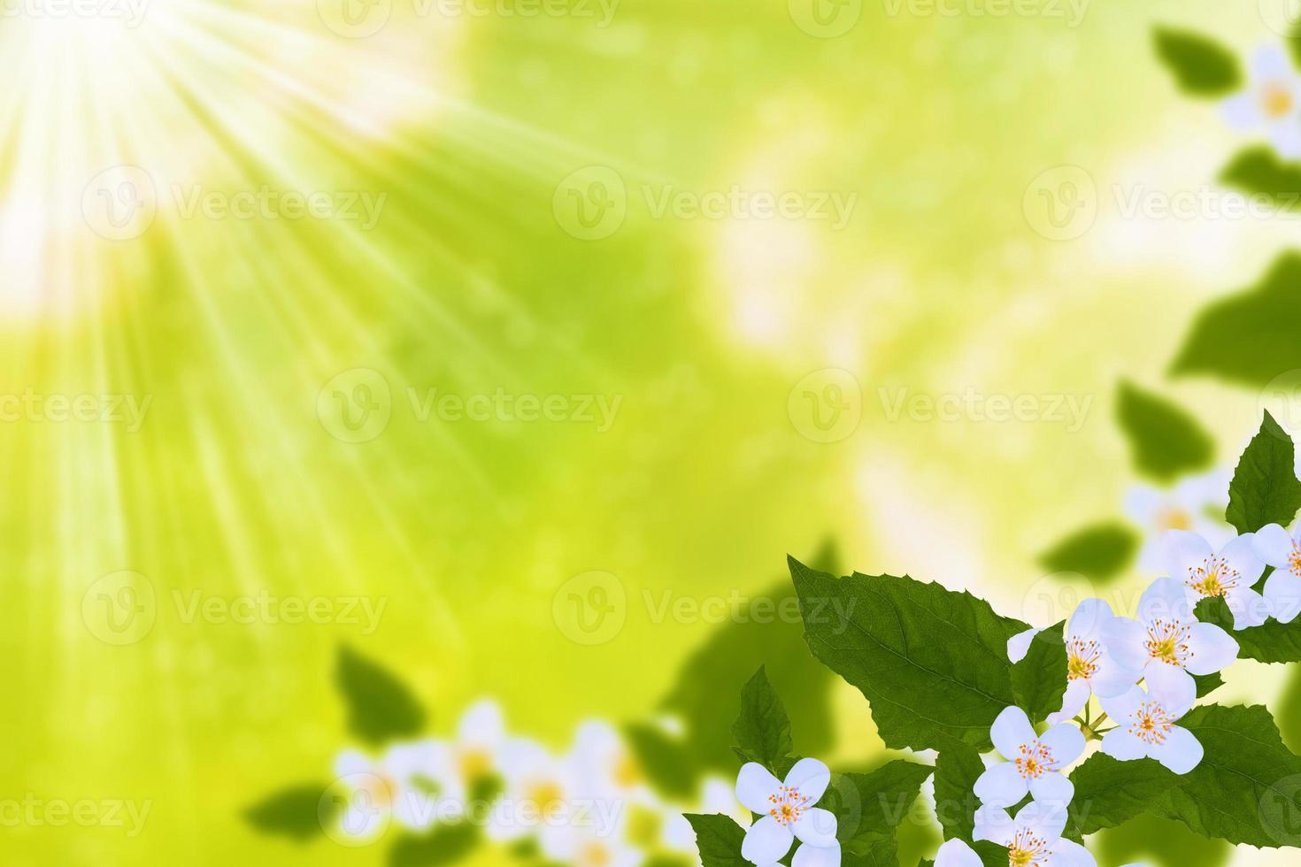 White jasmine The branch delicate spring flowers photo