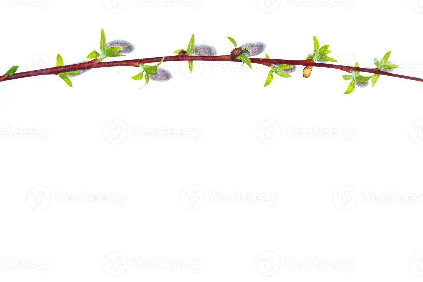 Pussy willow twig isolated on a white background. photo