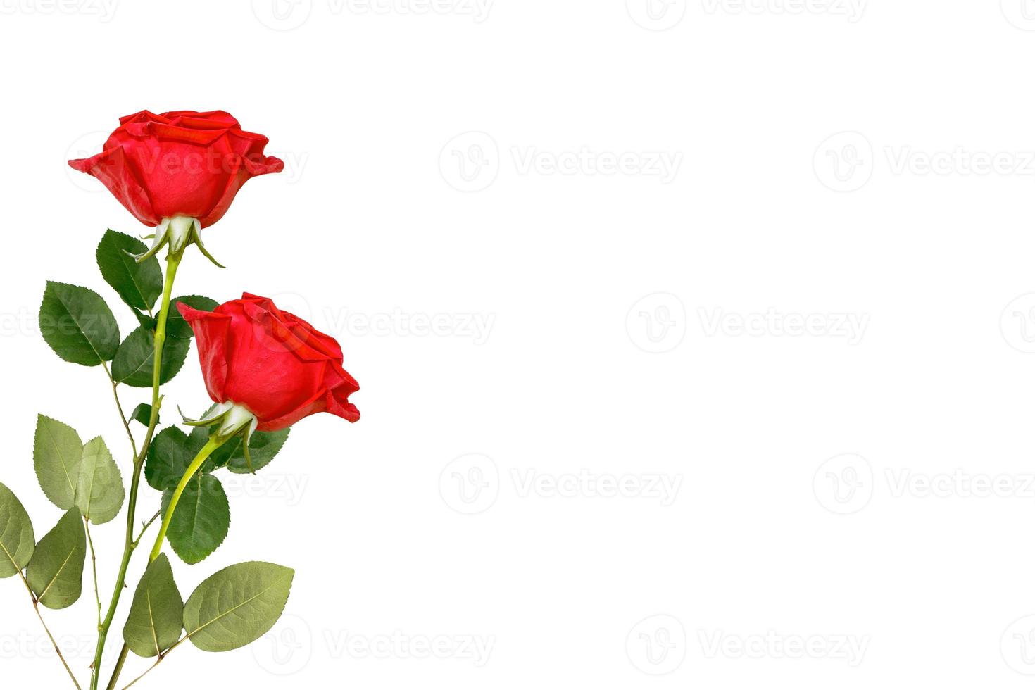 Flower bud roses on a white background photo