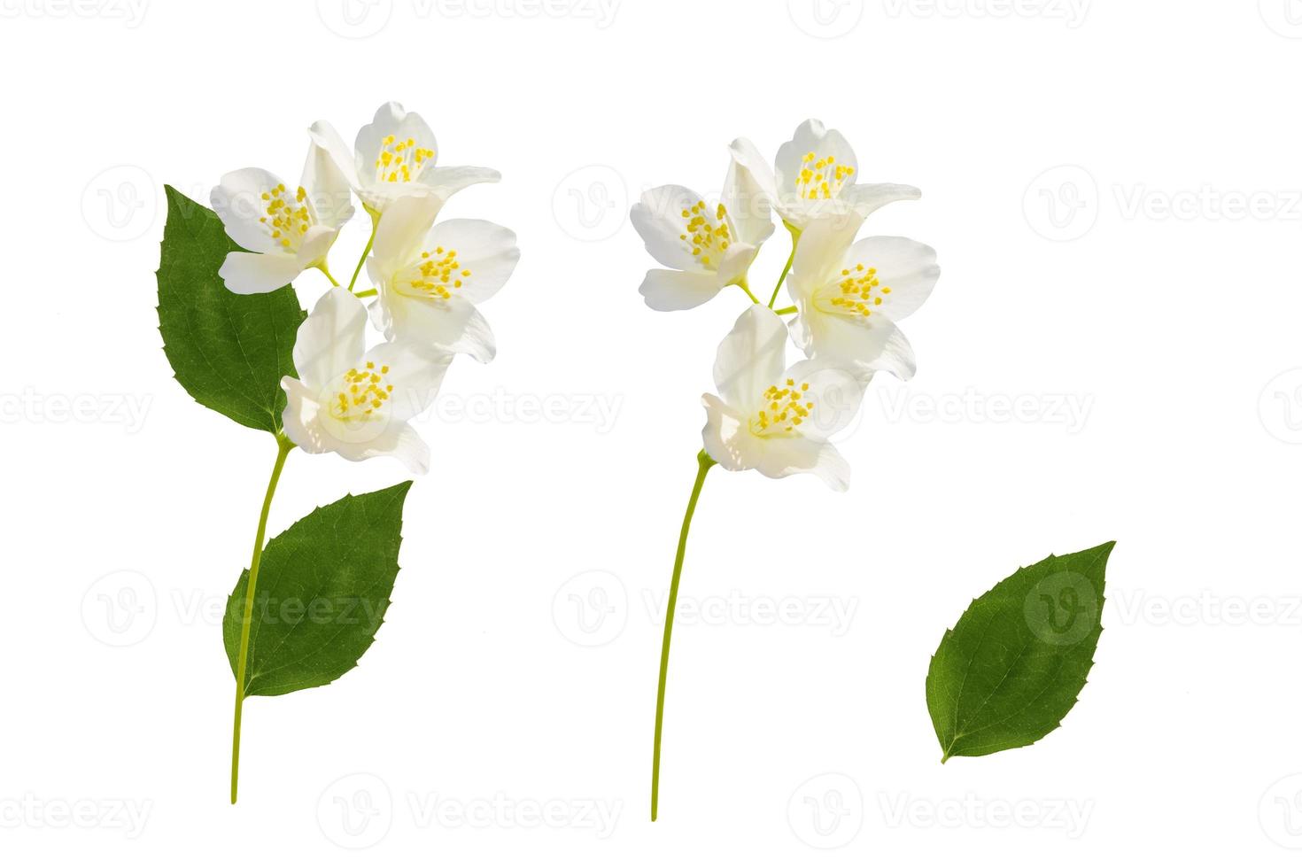 branch of jasmine flowers isolated on white background. photo
