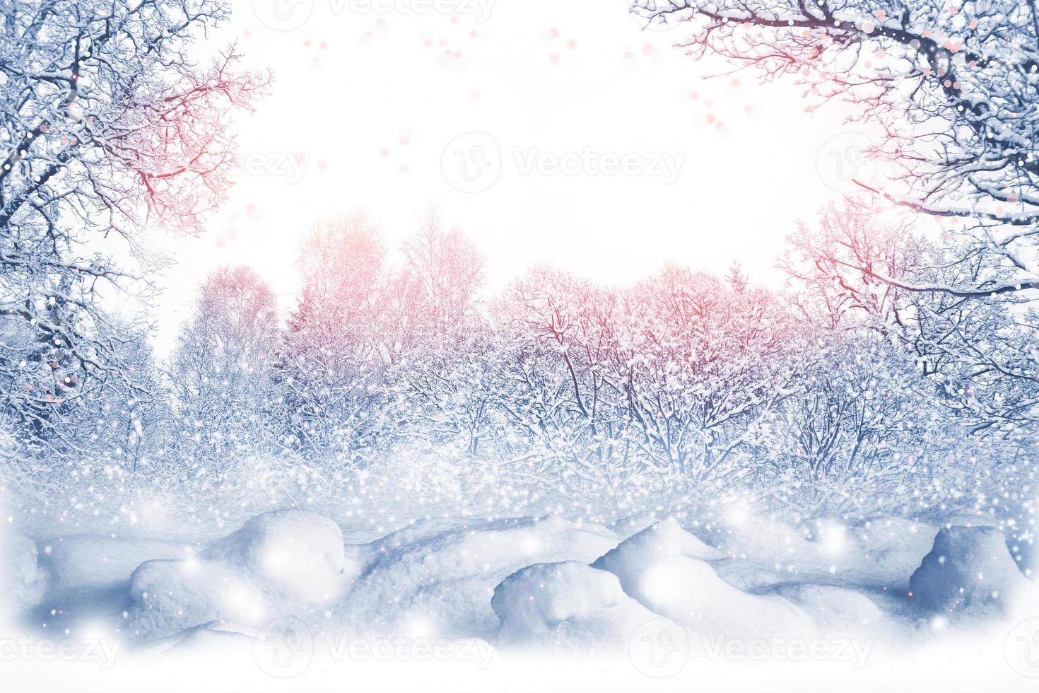 Frozen winter forest with snow covered trees. photo