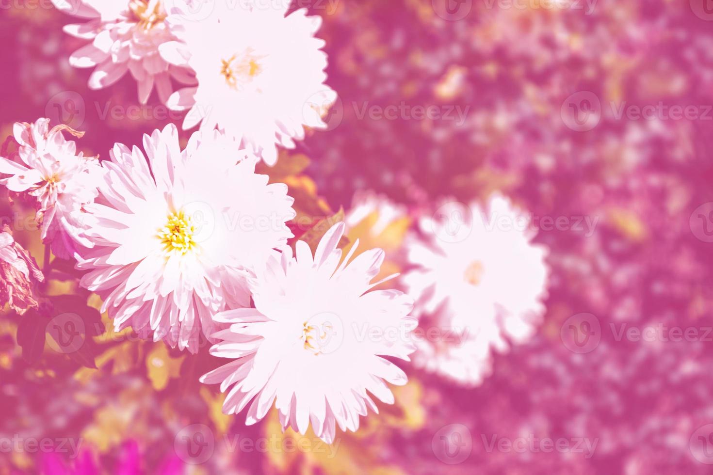 Colorful chrysanthemum flowers on a background of the autumn landscape photo