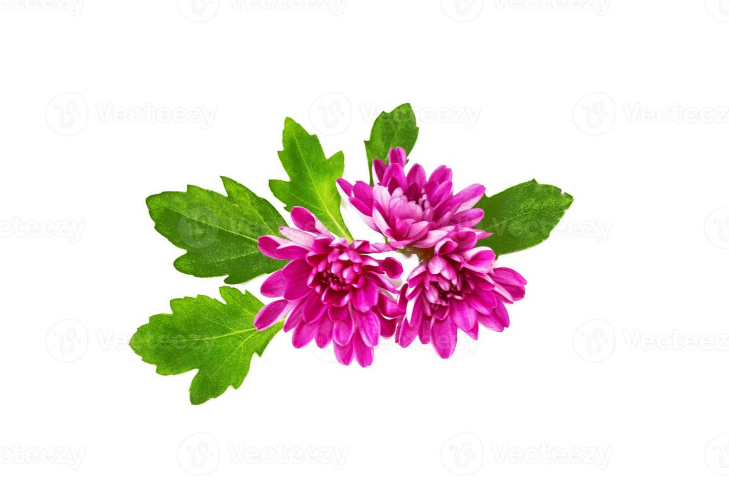 Colorful autumn flowers of chrysanthemum photo