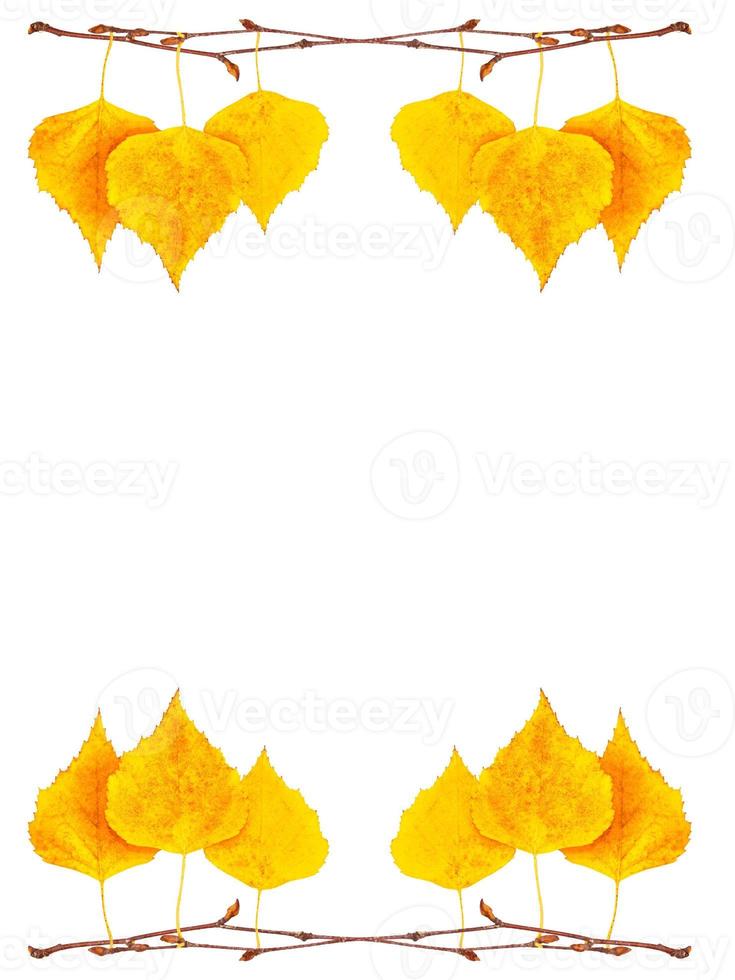 Bright colorful autumn leaves photo