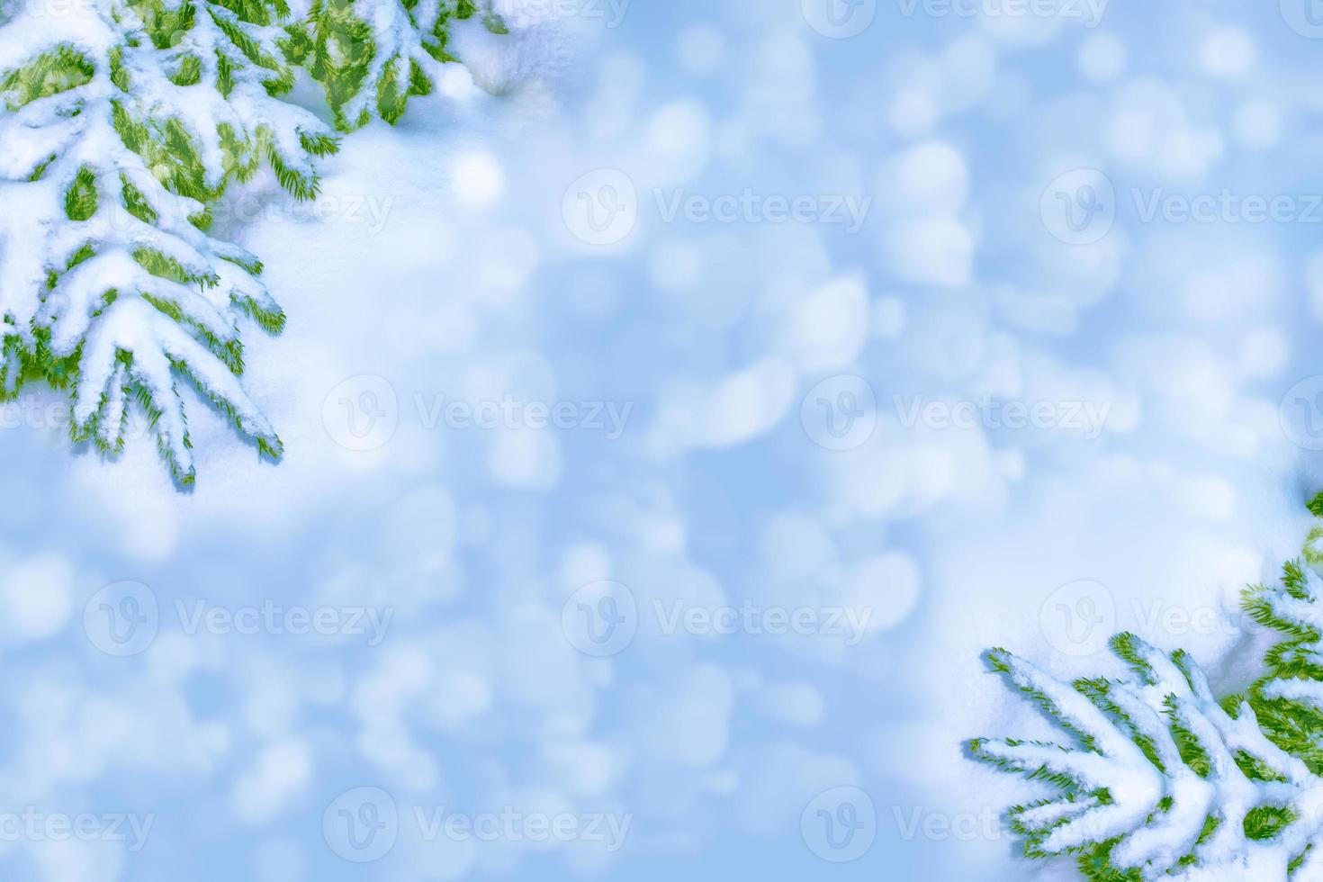 The branches of the snow covered tree Christmas tree photo