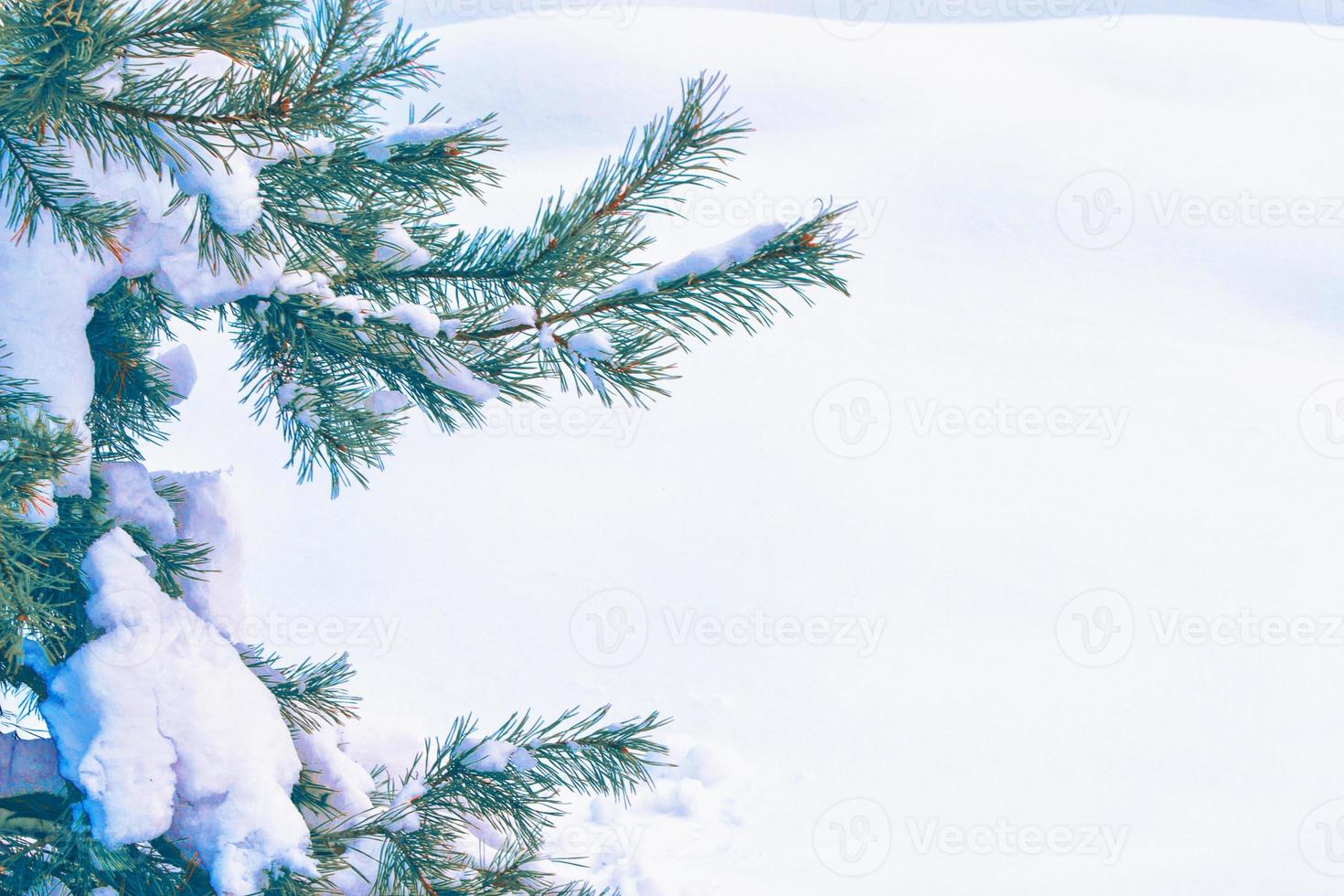 Frozen winter forest with snow covered trees. photo