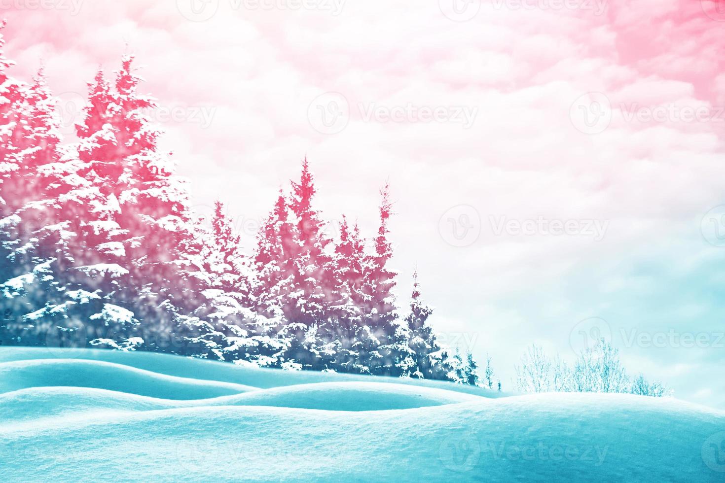 Frozen winter forest with snow covered trees. photo