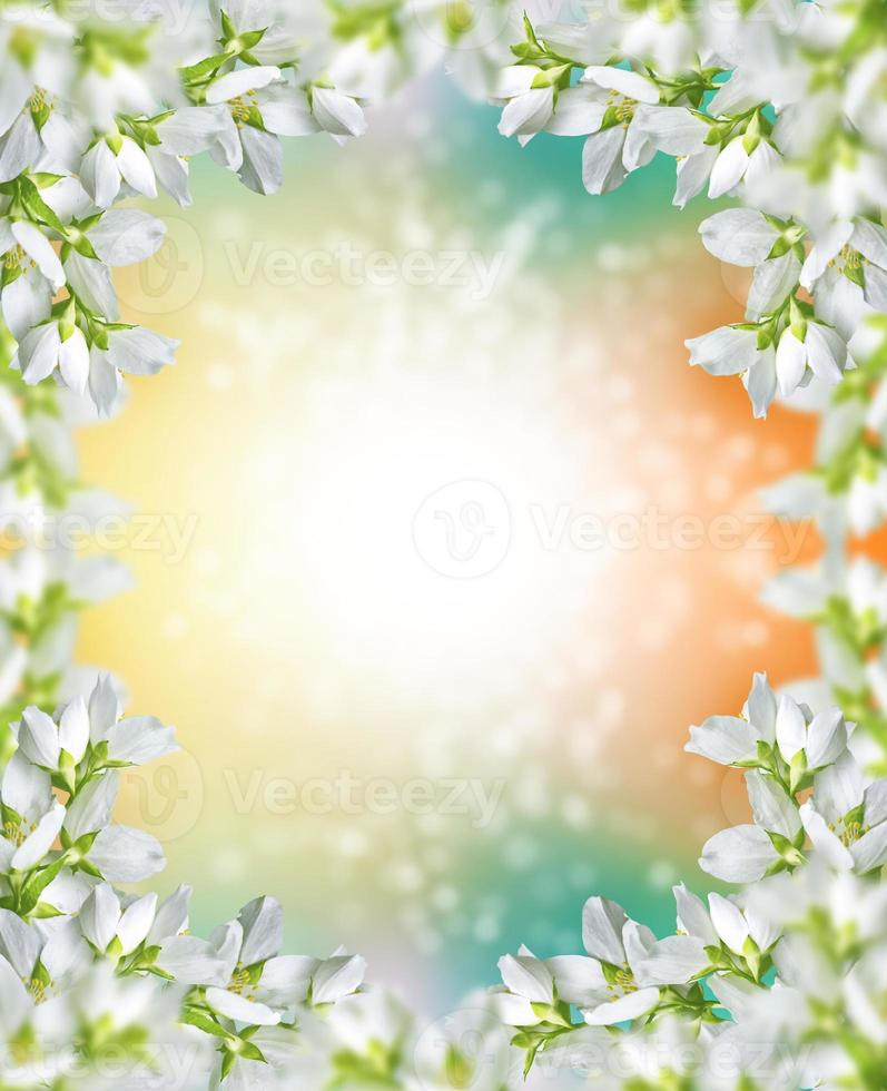 White jasmine The branch delicate spring flowers photo