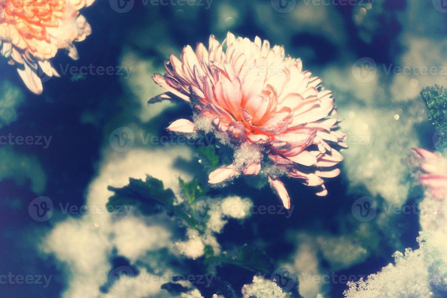 Beautiful pink chrysanthemums in the snow and frost in the winter garden. photo