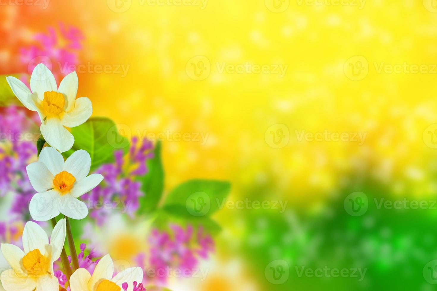 Spring flowers of daffodils. photo
