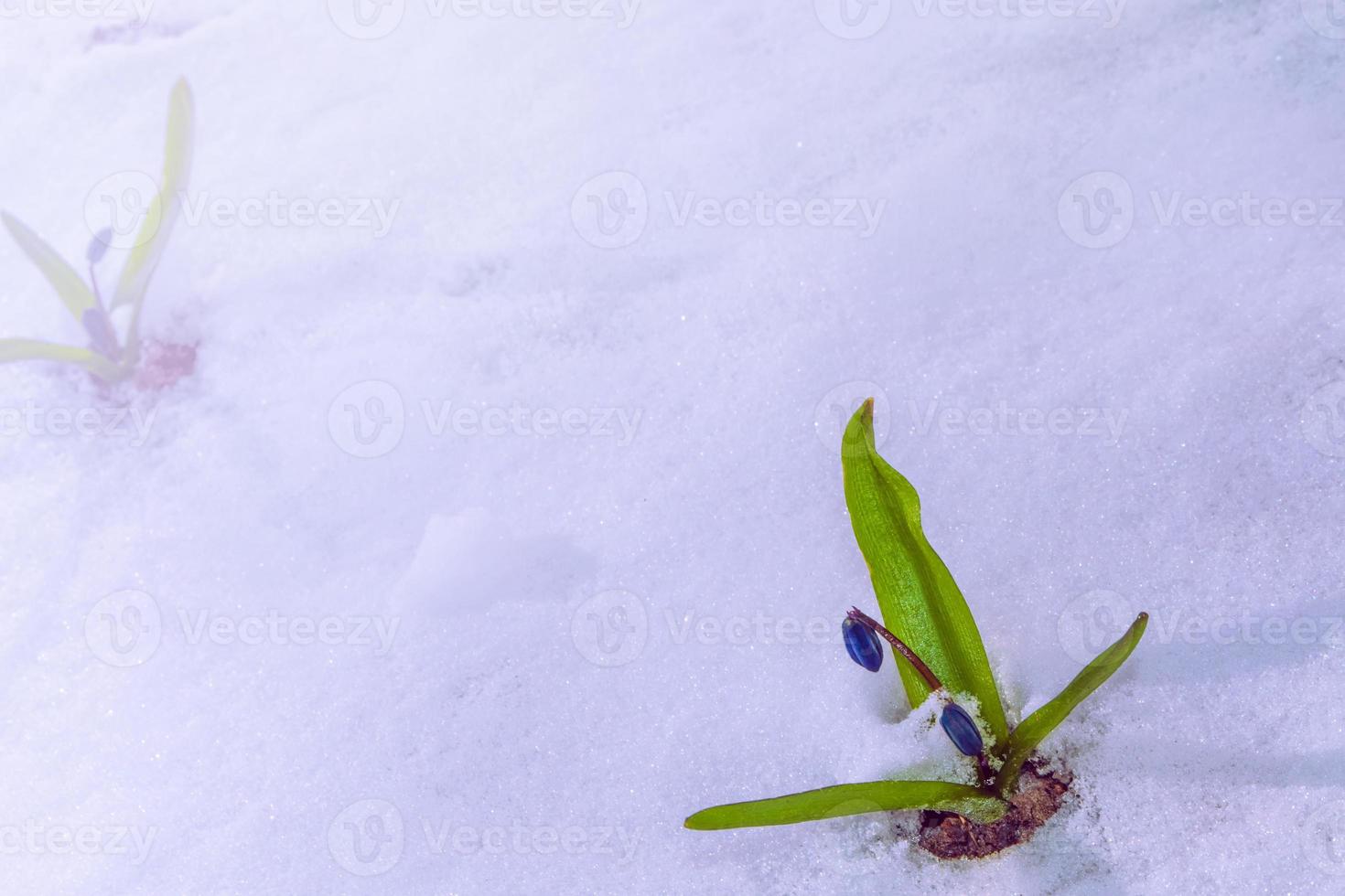 snowdrop flower growing in snow in early spring forest photo