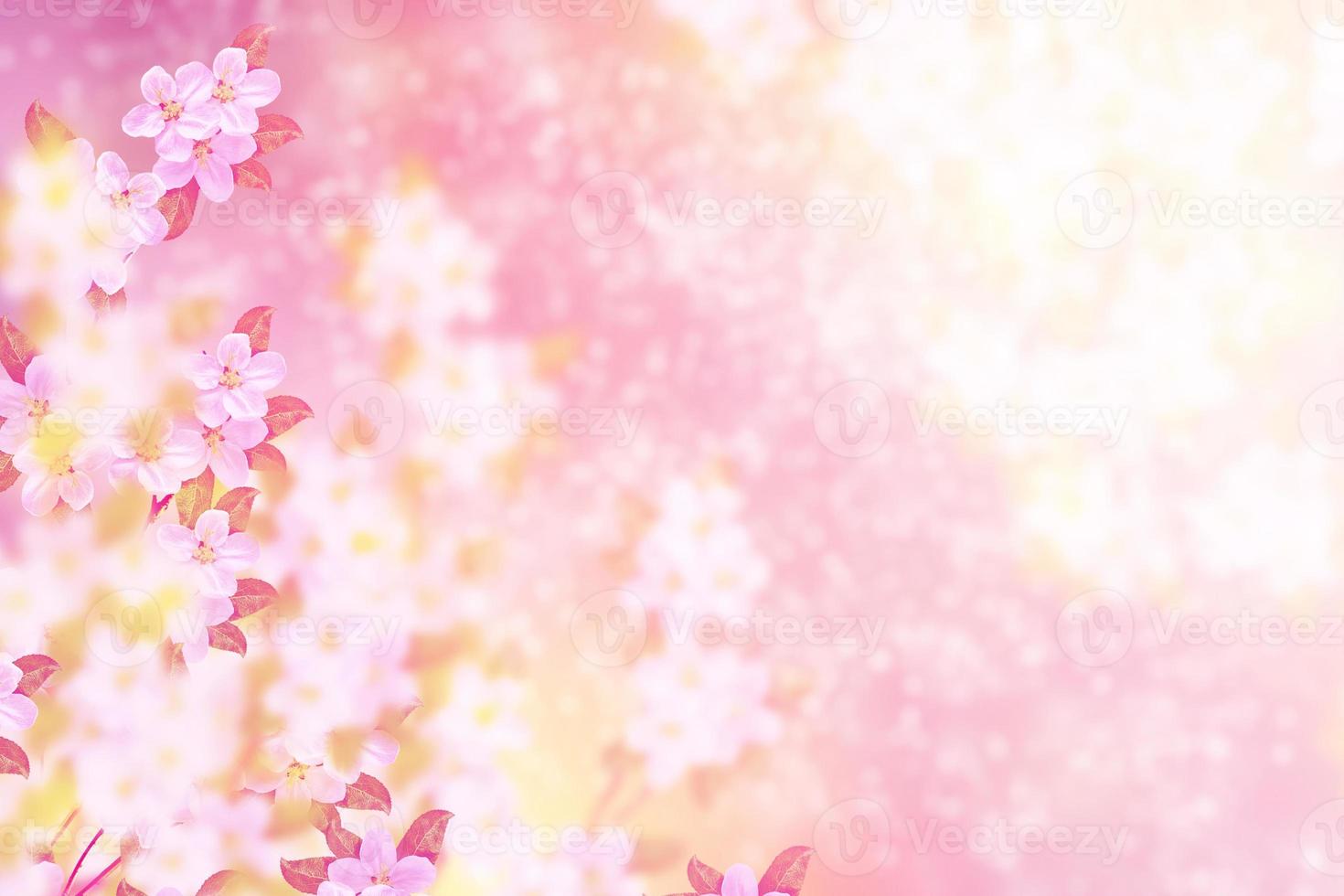 Blossoming branch cherry photo