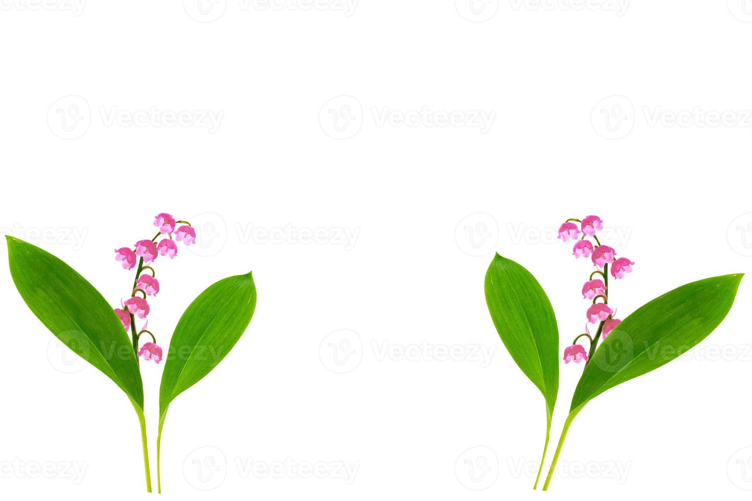 Lily of the valley flower on white background photo