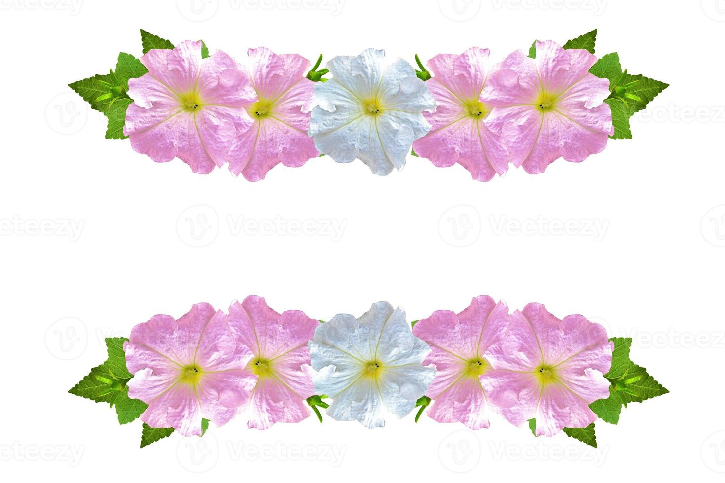 morning glory. Flowers Isolated on White Background photo