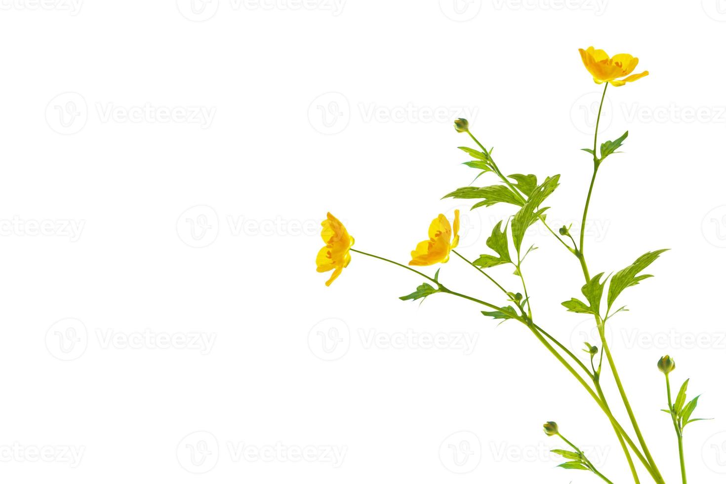 Yellow wildflowers buttercup isolated on white background. photo