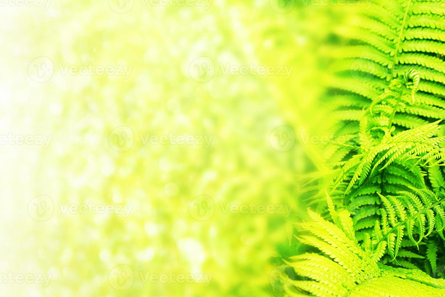 Green leaves of the fern against the background of the summer landscape. photo