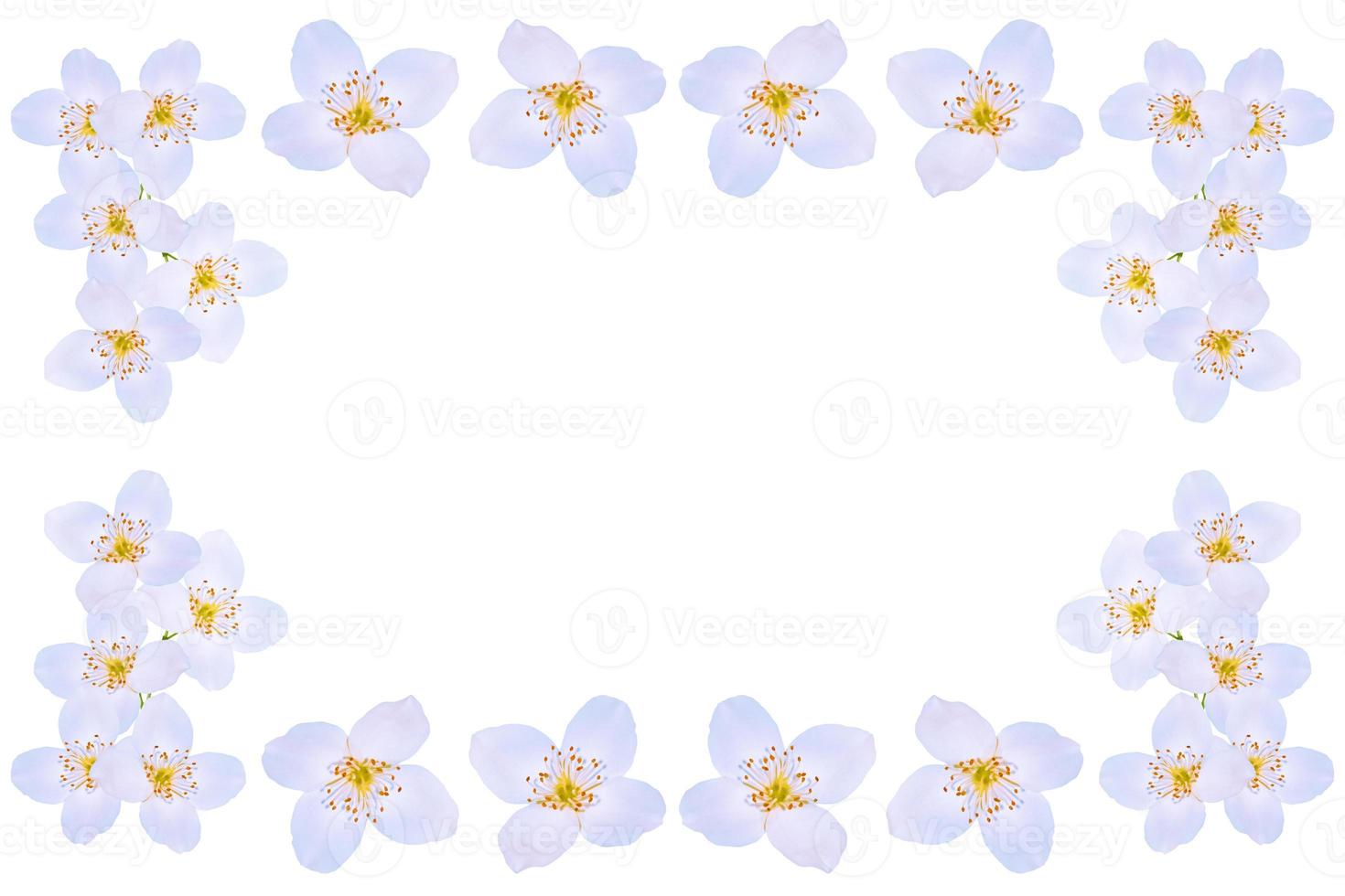 branch of jasmine flowers isolated on white background. photo