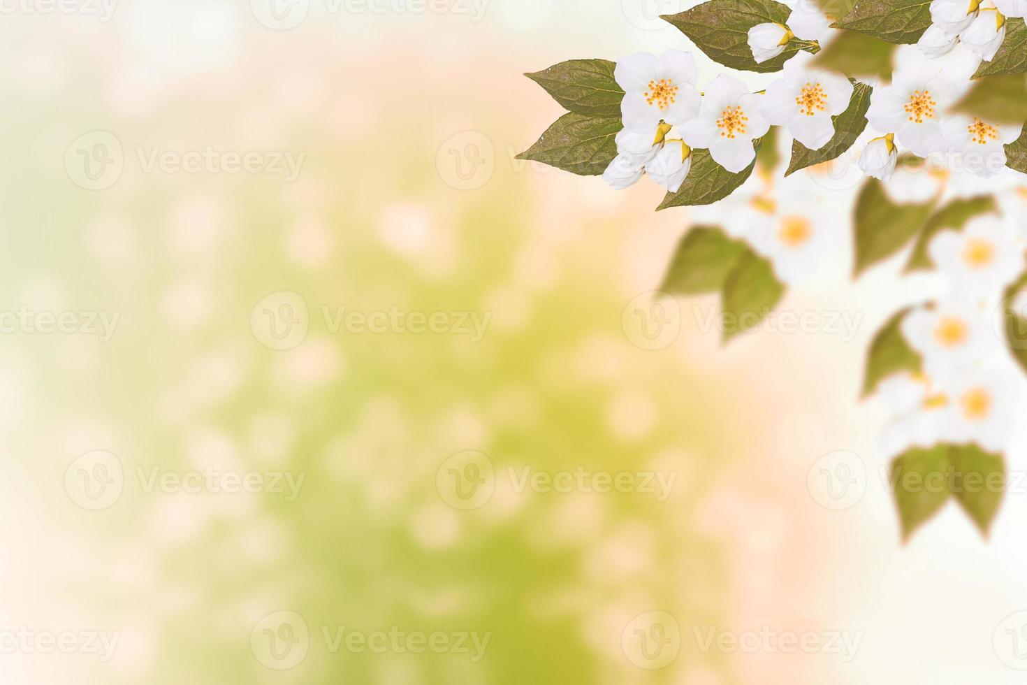 White jasmine The branch delicate spring flowers photo
