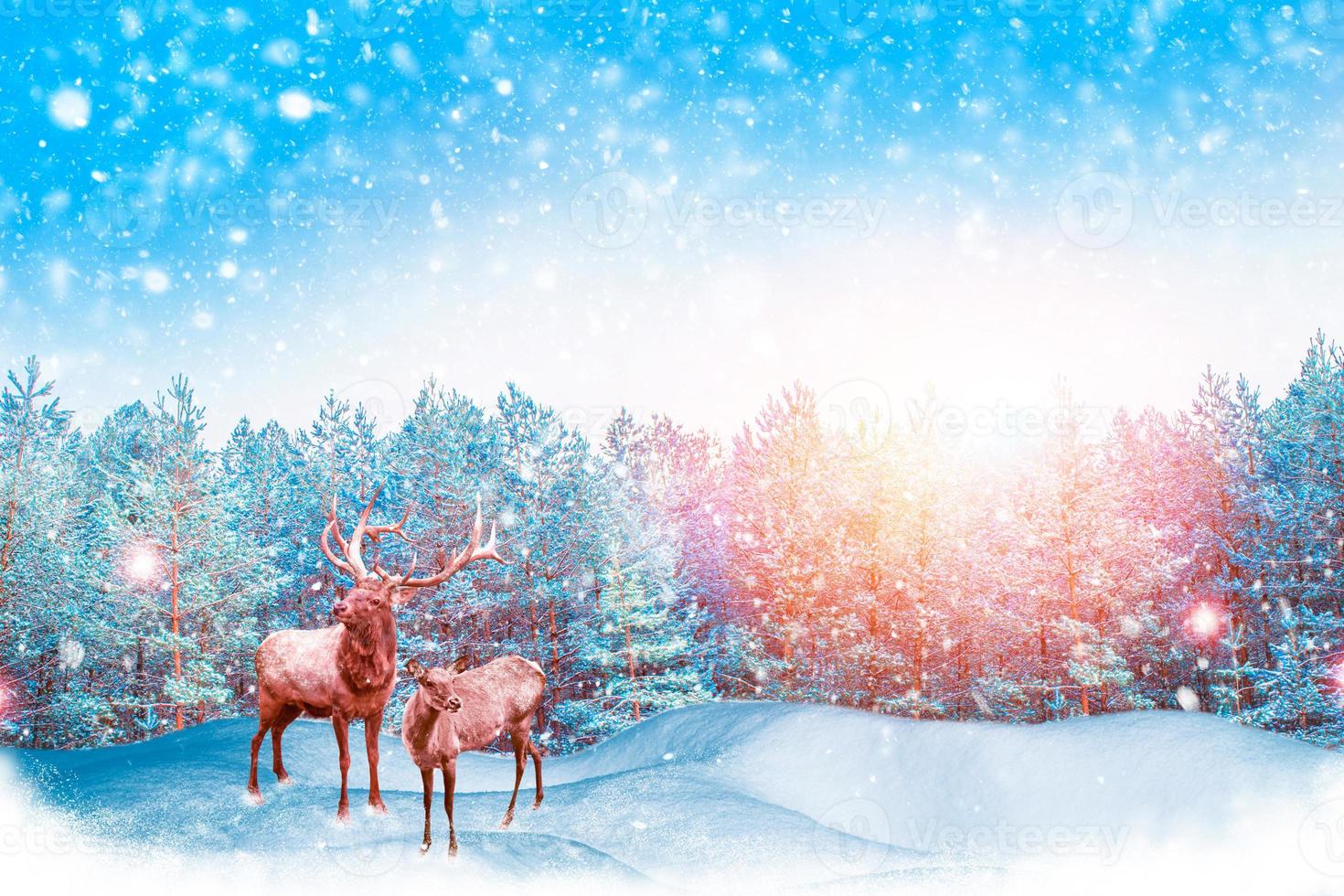 Frozen winter forest with snow covered trees. photo