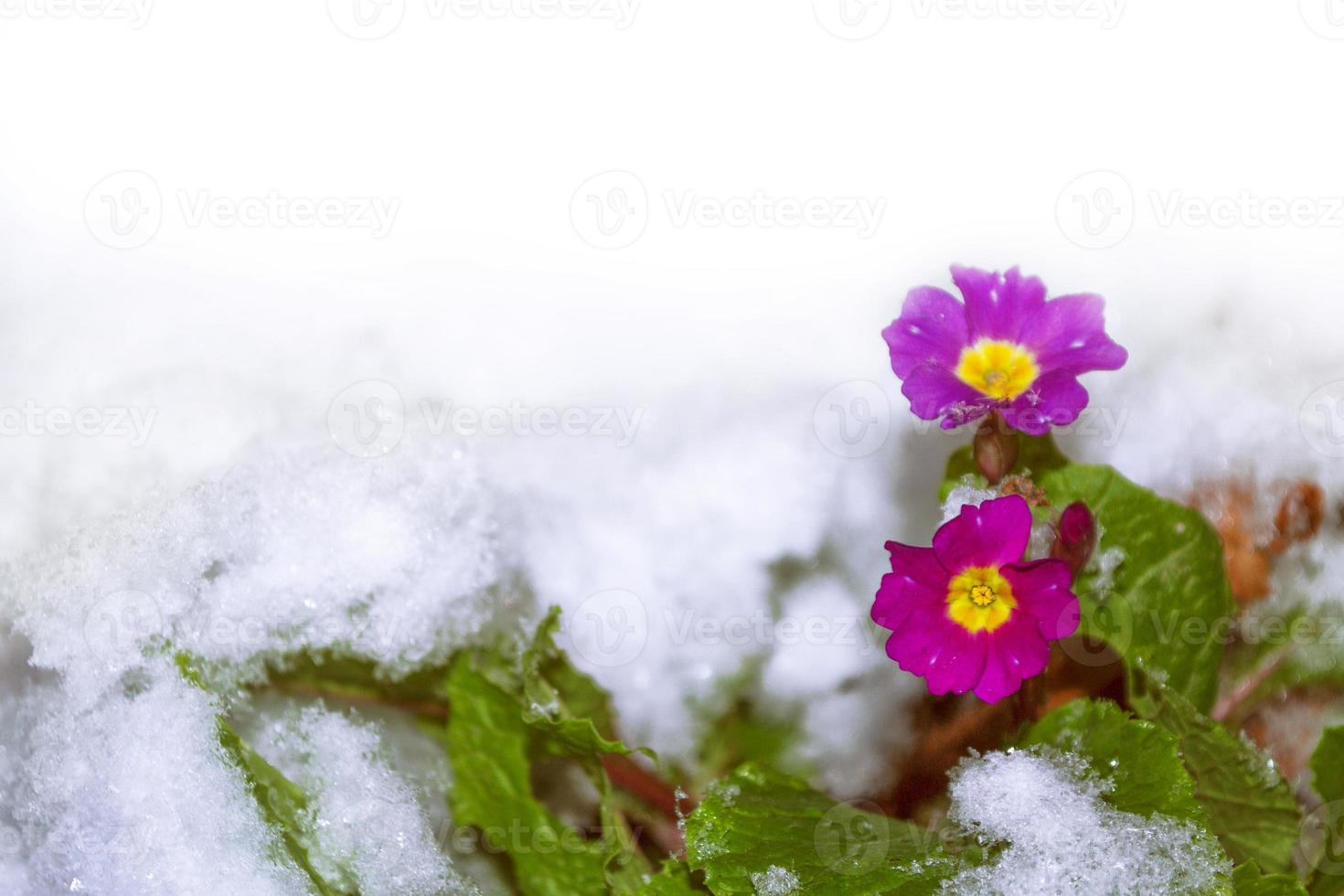 Bright colorful flowers in the snow. photo