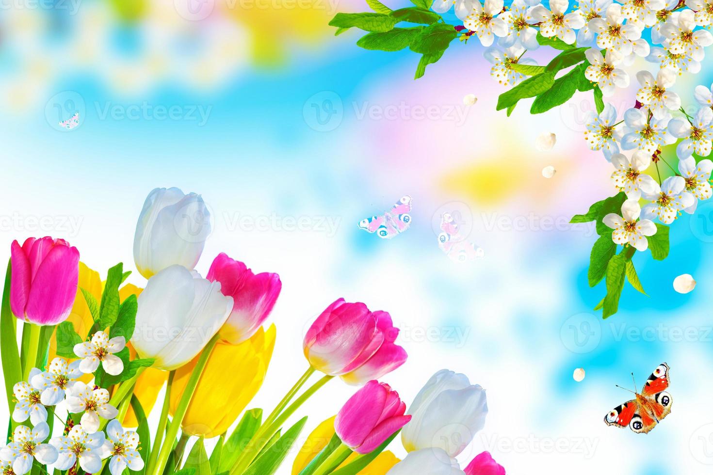 Blossoming branch apple, tulips.  Bright colorful spring flowers photo