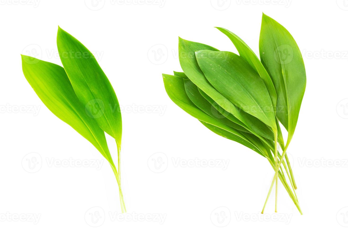 Fresh green leaves. Lily of the valley flower on white background photo