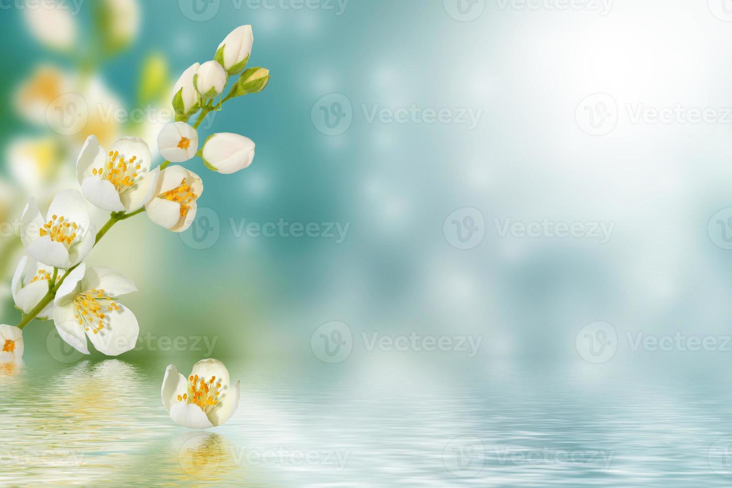 White jasmine The branch delicate spring flowers photo