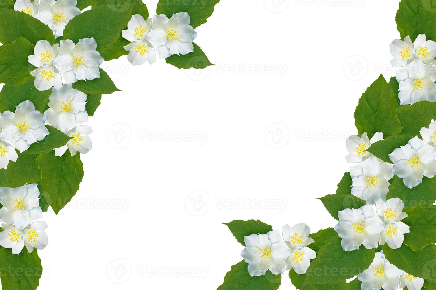 branch of jasmine flowers isolated on white background. photo