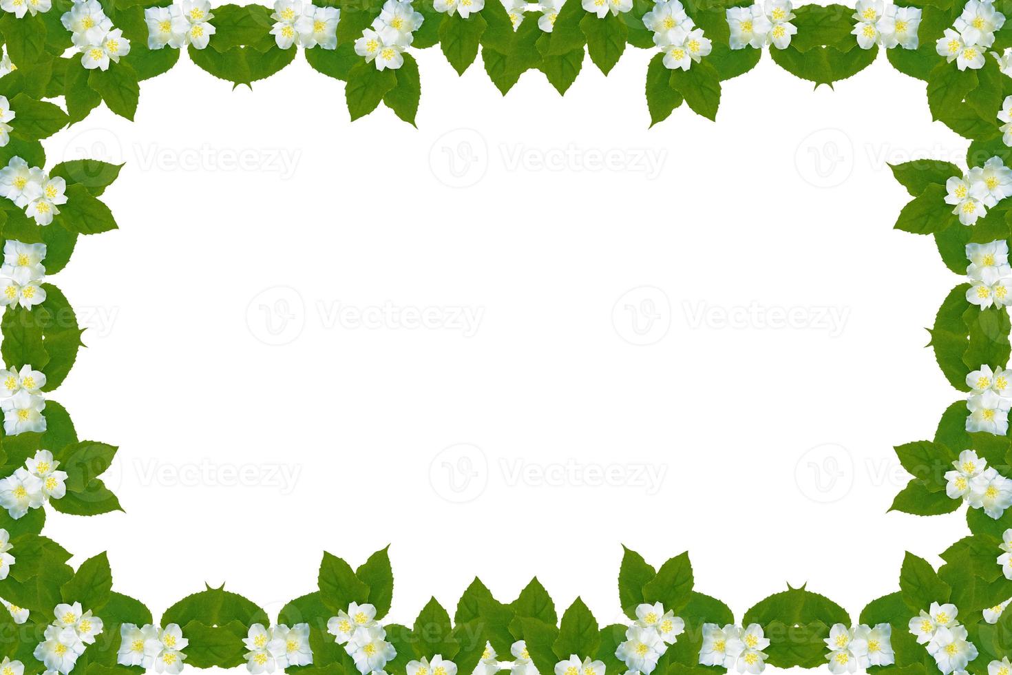 branch of jasmine flowers isolated on white background. photo