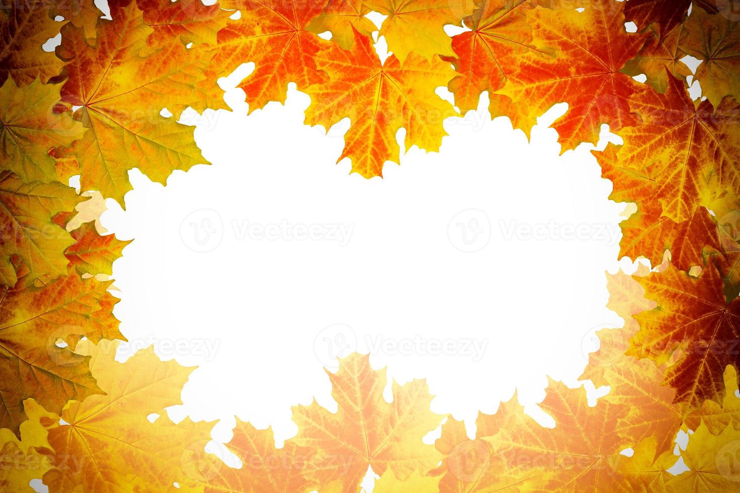 Bright colorful autumn leaves photo