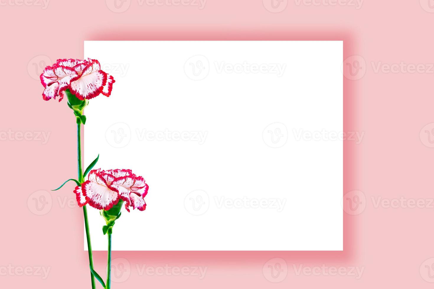 Natural floral background of bright flowers carnation photo