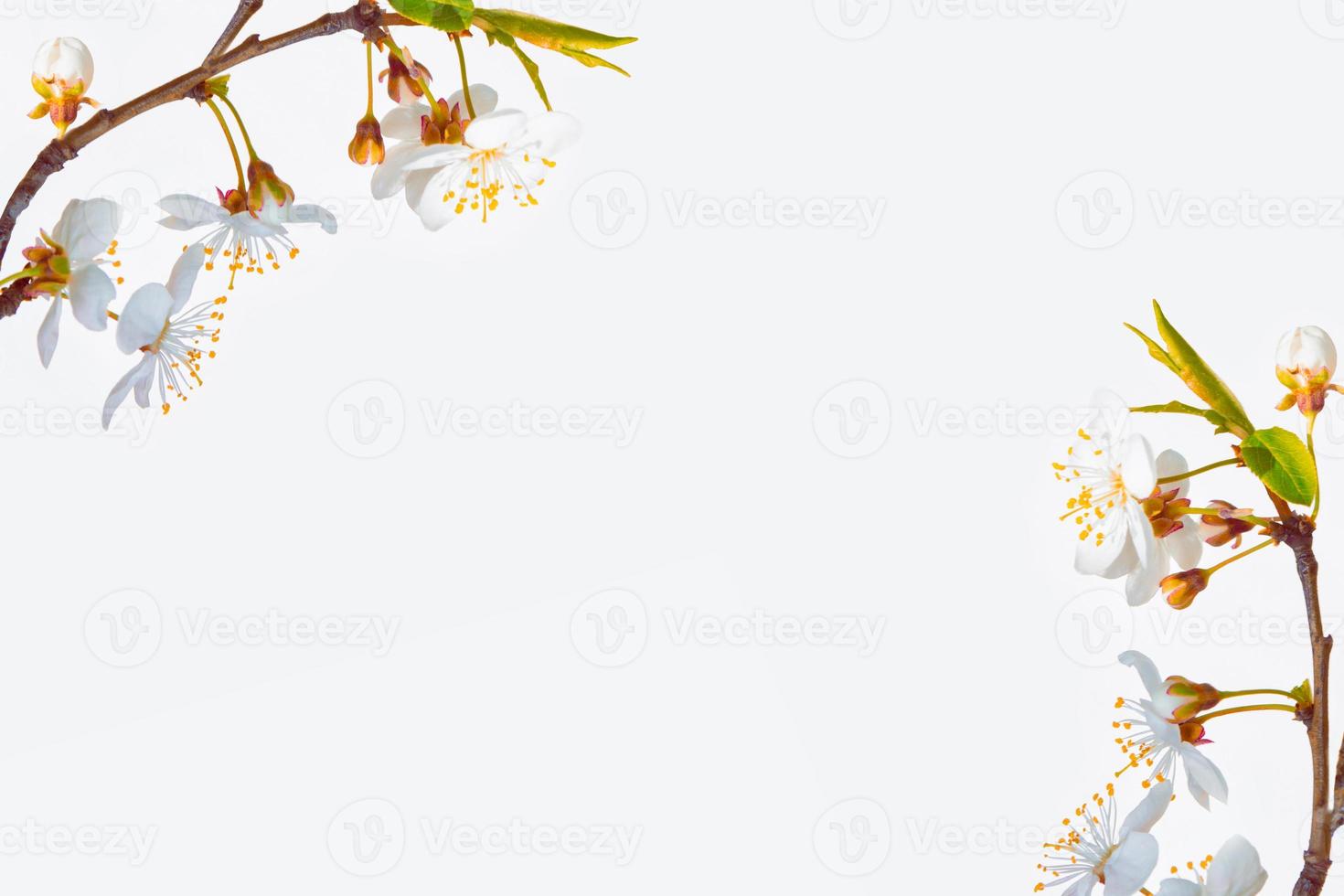 Flowering branch of cherry isolated on a white background. photo