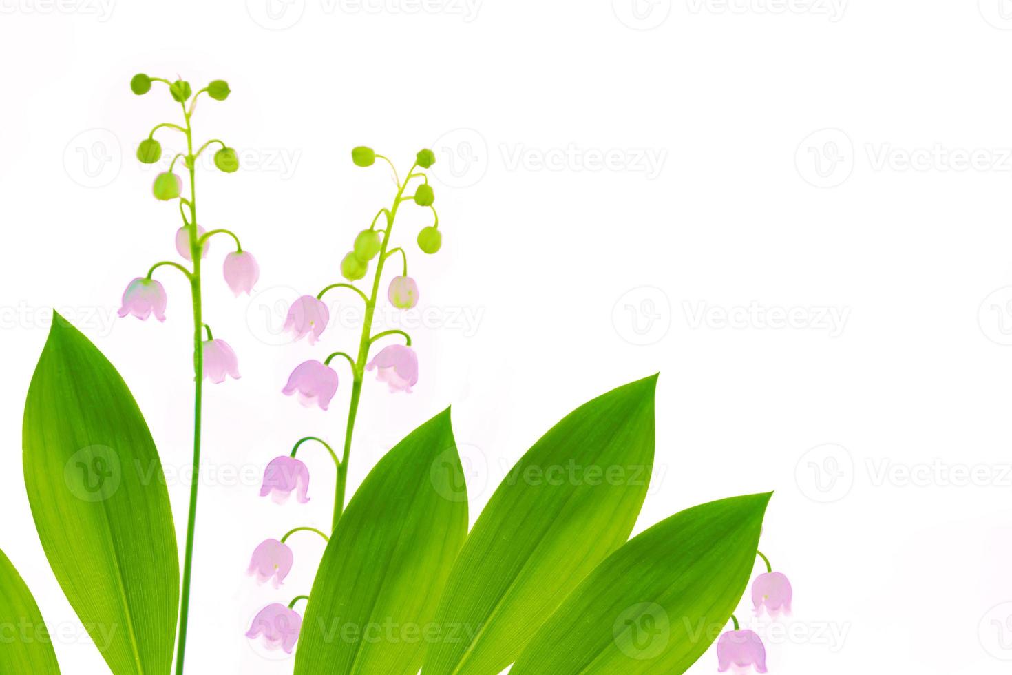 Lily of the valley flower on white background. photo