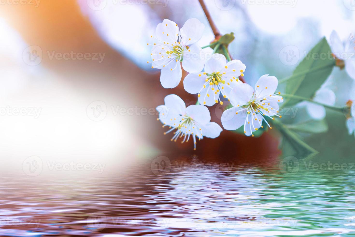 Blossoming branch cherry. nature photo