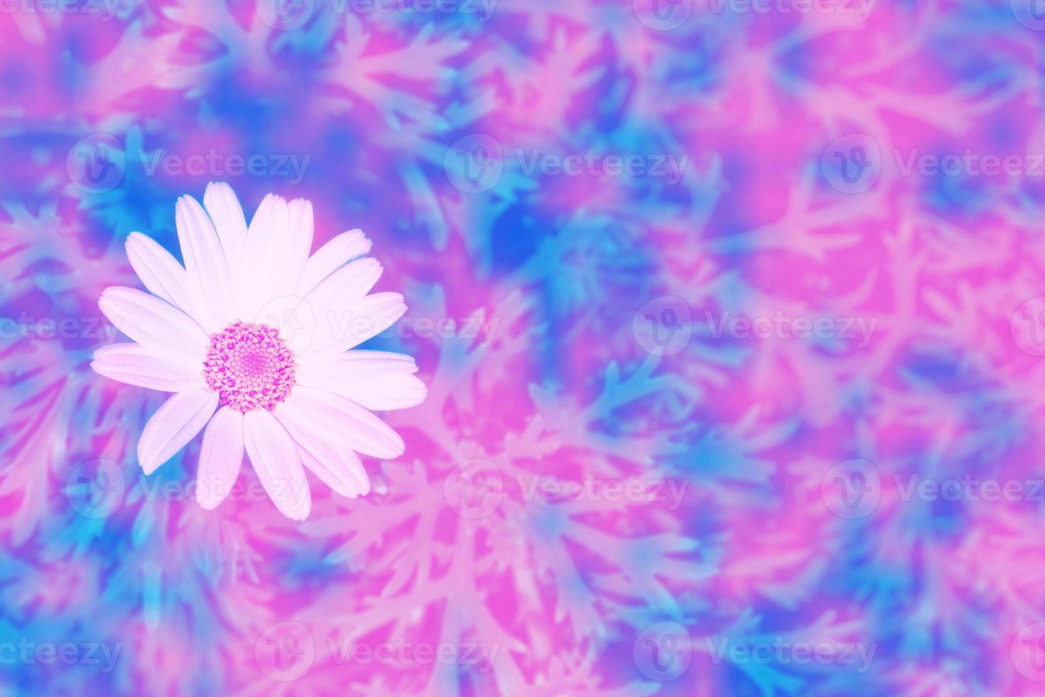 White bright daisy flowers on a background of the summer landscape. photo