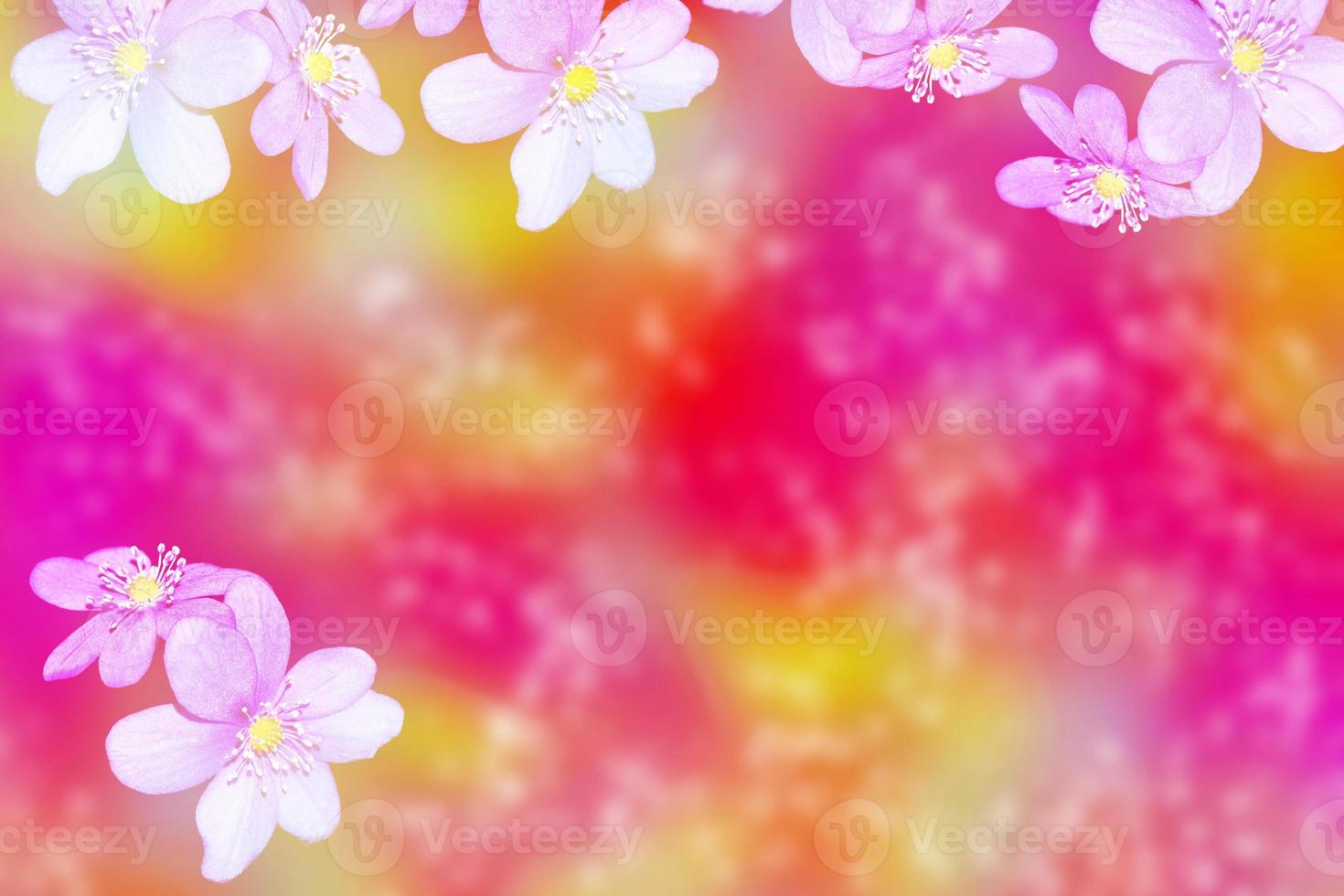 Natural floral background from bright colorful spring flowers of snowdrops photo