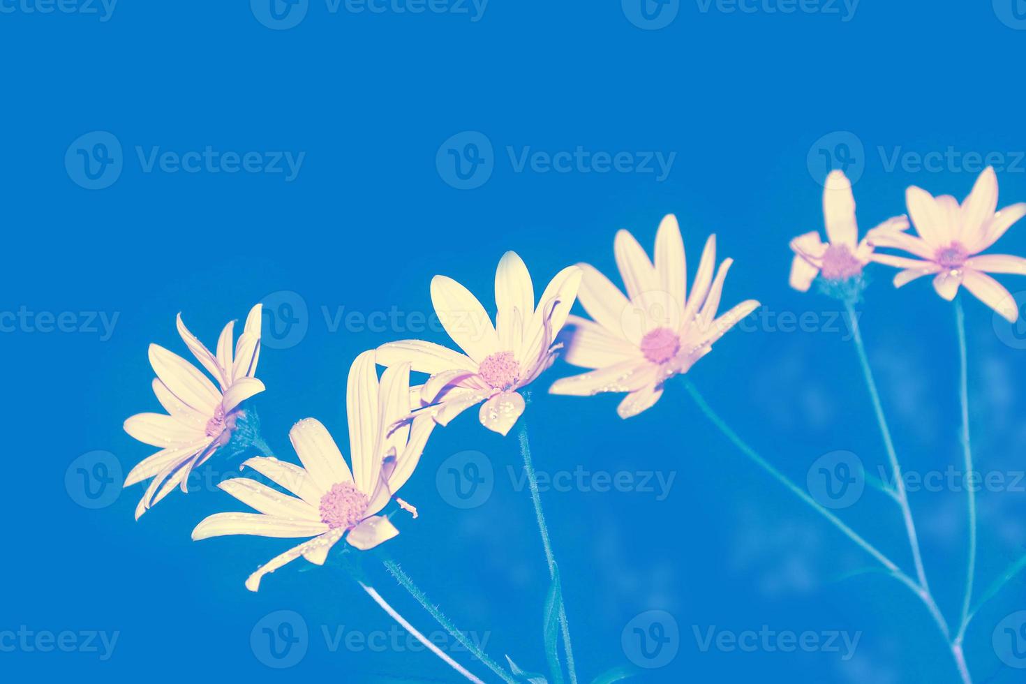Colorful dahlia flowers on a background of the autumn landscape photo