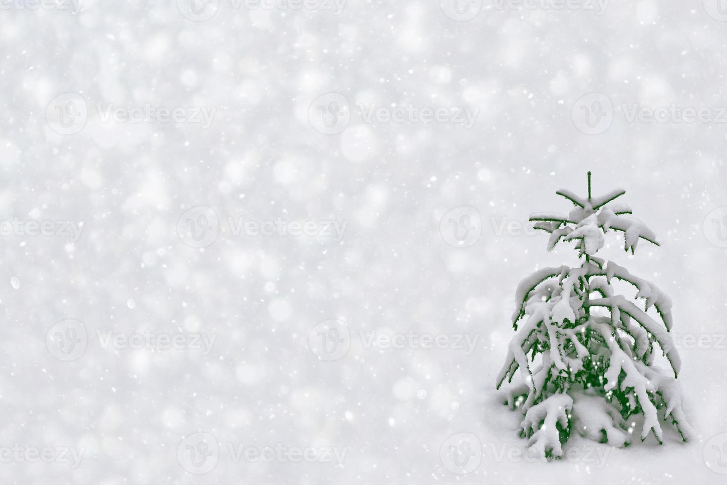 bosque de invierno congelado con árboles cubiertos de nieve. foto