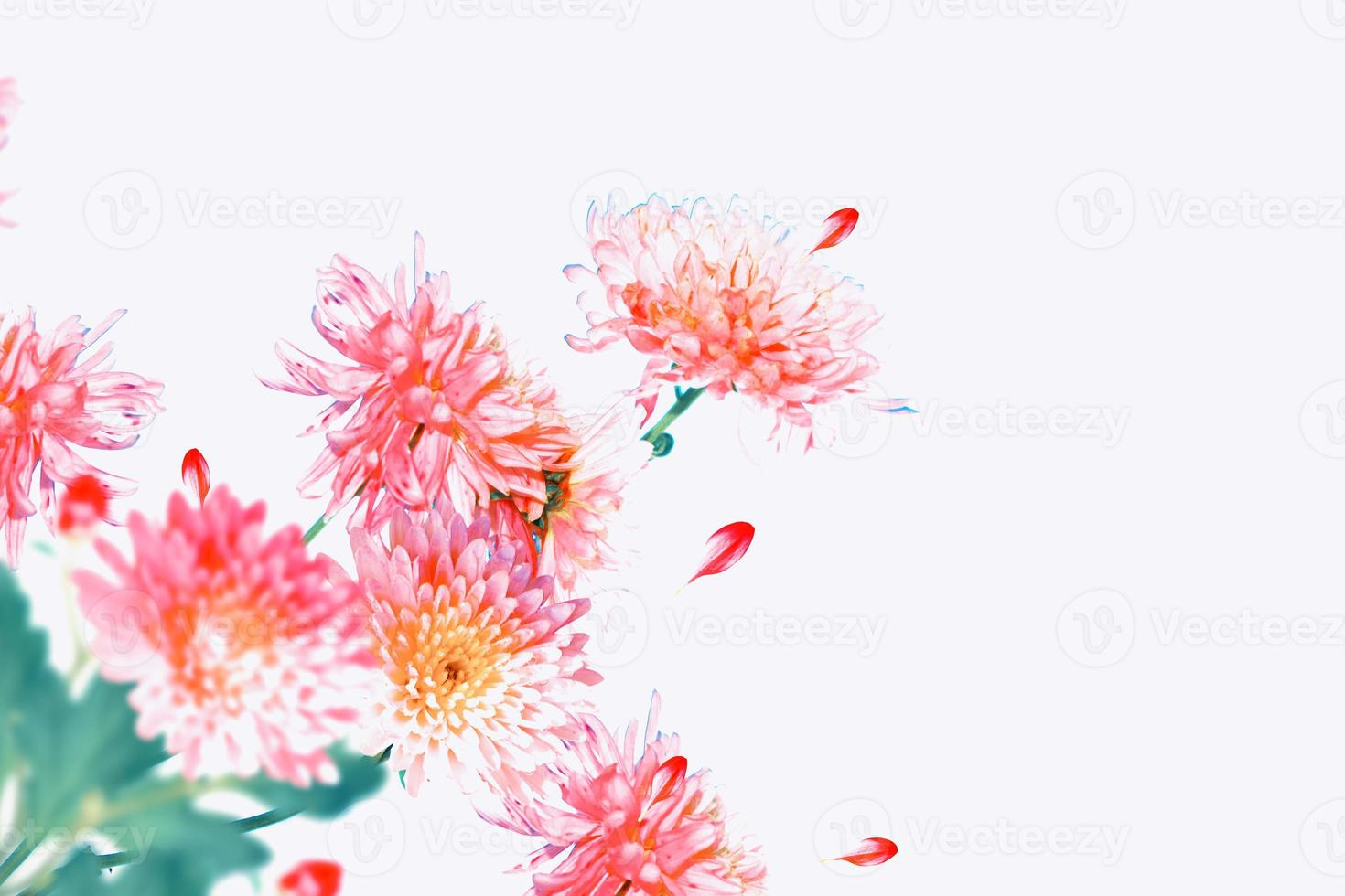 Colorful autumn flowers of chrysanthemum photo