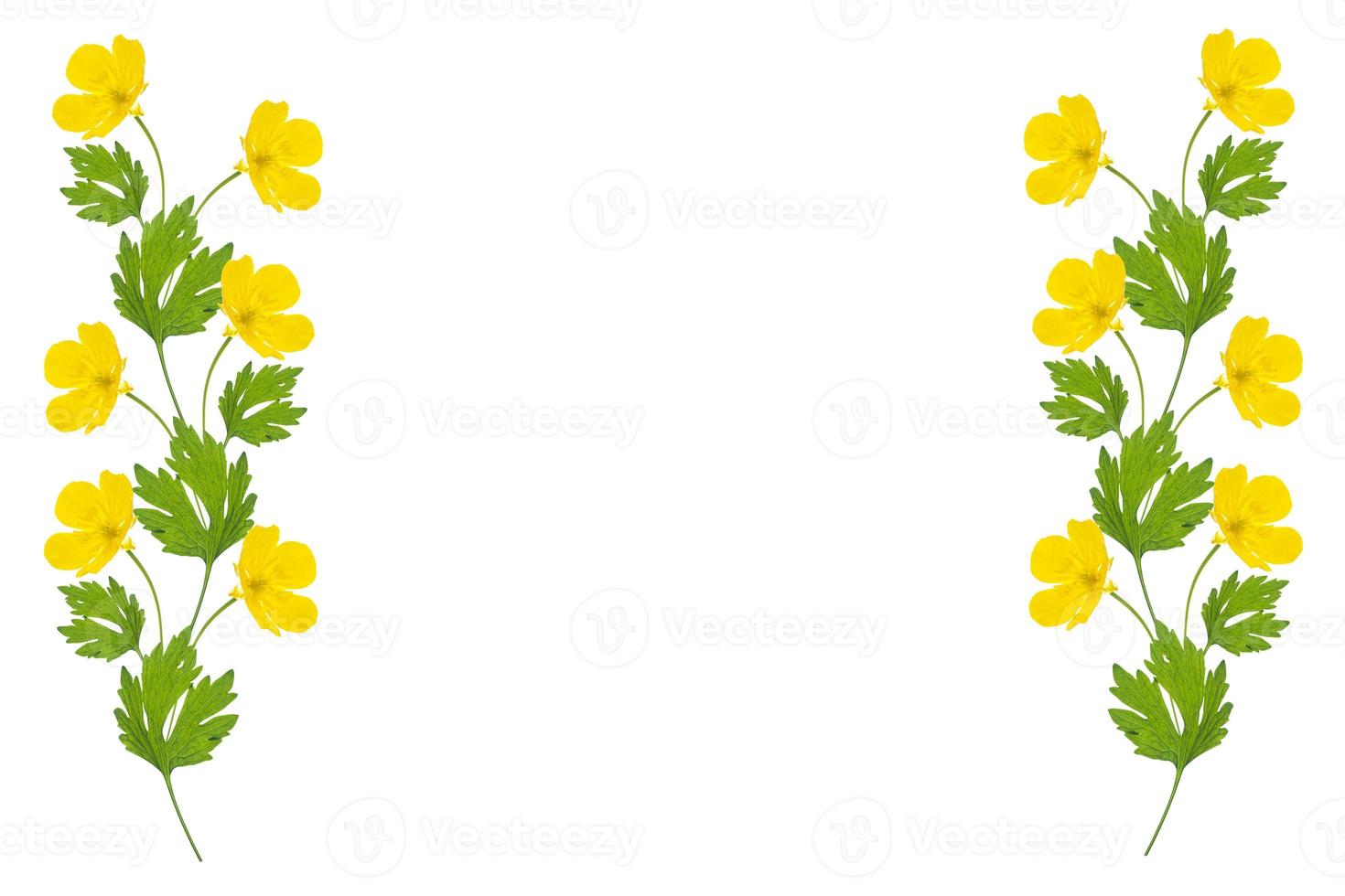 Yellow wildflowers buttercup isolated on white background. photo